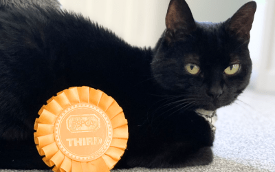 CALLING ALL PURR-FECT PETS: ONE WEEK LEFT TO ENTER LOCAL RSPCA’S VIRTUAL CAT SHOW