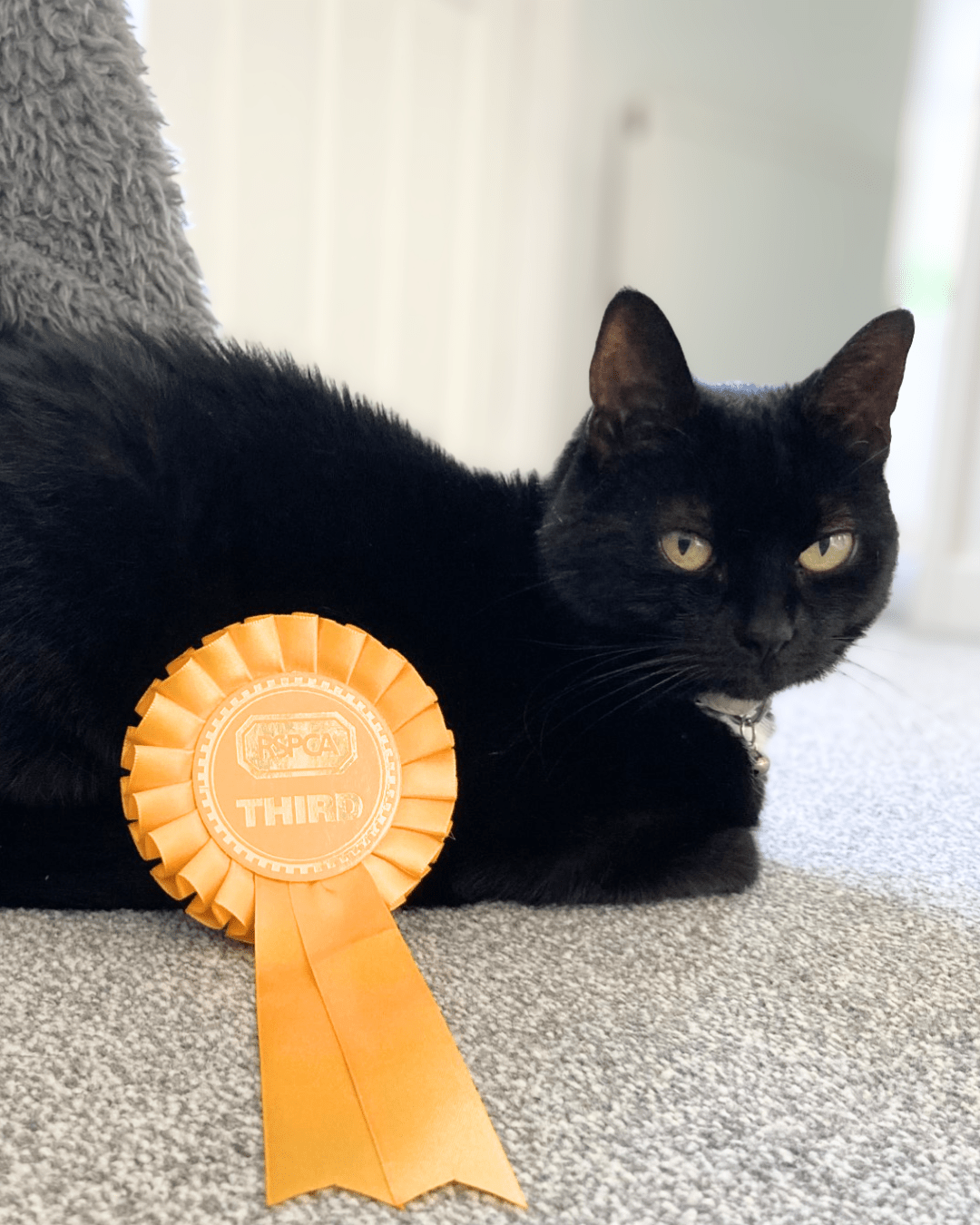 rspca
